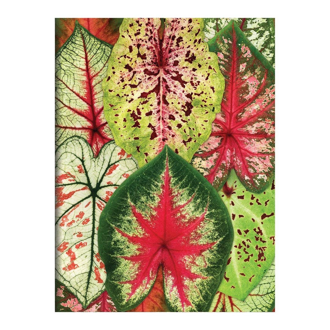 Houseplant Jungle Greeting Assortment Notecards - Boho Fabrics - Journals & Stationery