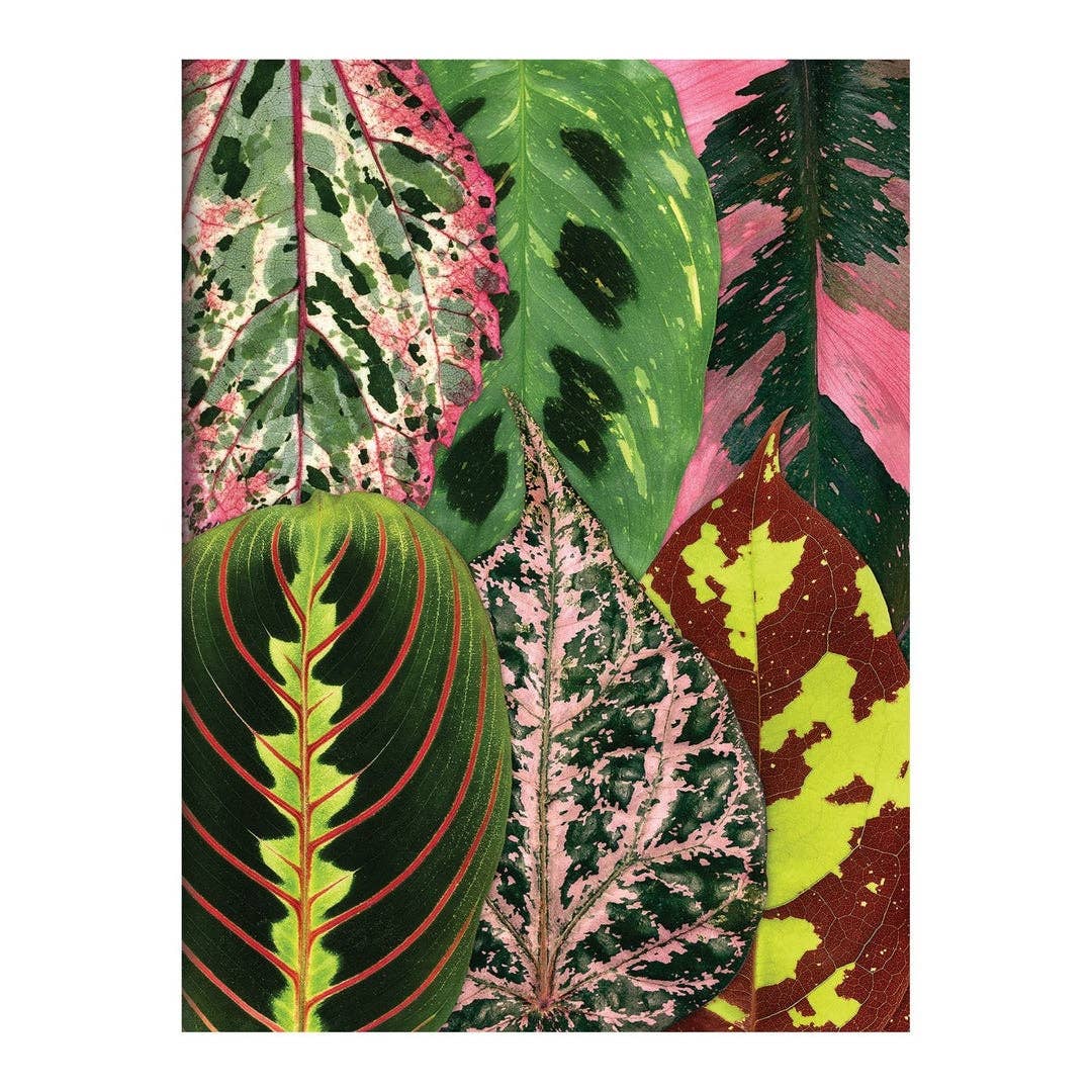 Houseplant Jungle Greeting Assortment Notecards - Boho Fabrics - Journals & Stationery