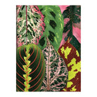 Houseplant Jungle Greeting Assortment Notecards - Boho Fabrics - Journals & Stationery