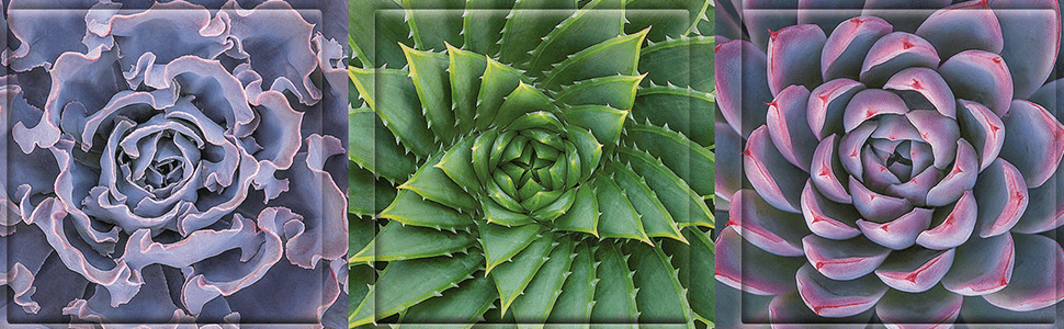 Succulent Spectrum Magnet Set - Boho Fabrics - Journals & Stationery